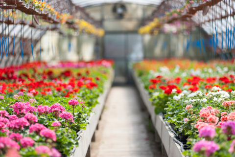 greenhouse with flowers