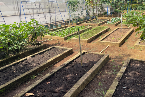 green house with plants